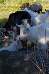 Goats closeup on a light blurry background