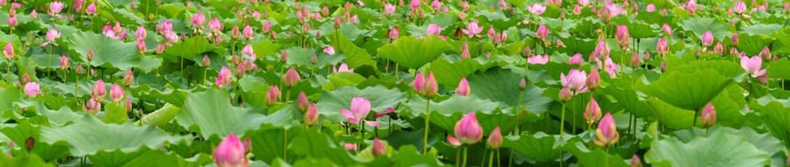 panoramic view of lotus flowers in a pond