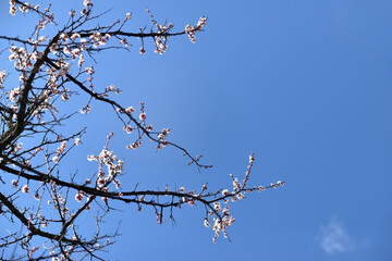 branches of a blossom cherry tree against blue sky