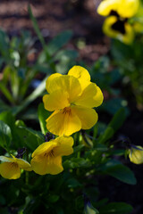 Obraz premium Beautiful yellow viola flowers closeup lit by the sun