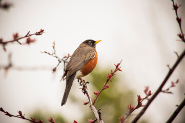 Rainy Day Robin