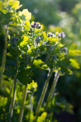 Green leaf closeup lit by the sun on a blurred background
