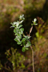Green leaf closeup lit by the sun on a blurred background