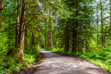 Fototapeta premium dirt road going down in a dense spring forest lit by the rays of the morning sun