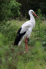 white stork ciconia