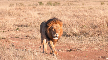 Plakat male lion approaching along a dirt track at masai mara in kenya