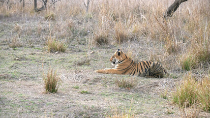 Obraz na płótnie Canvas wide shot of a bengal tiger cub lying down at tadoba