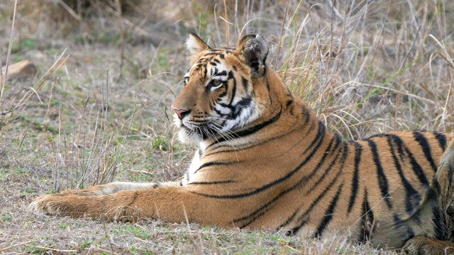 close up side view of a tiger cub laying down at tadoba