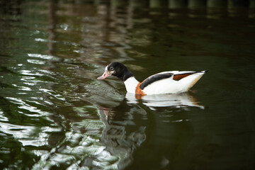 大崎公園子供動物園　ツクシガモ