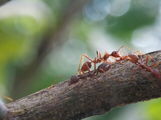 group of red ants trunk the concept of macro photography. Solenopsis