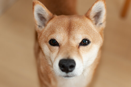 柴犬花子