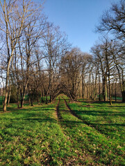 Pathway of tracks through the trees and carpeted grass under a blue cold sky