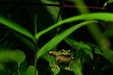 二ホンアマガエル