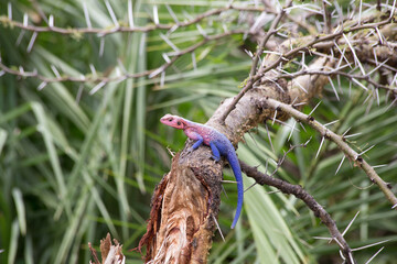 The Mwanza flat-headed rock agama (Agama mwanzae) or the Spider-Man agama.