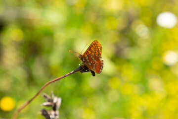 Mariposada sobre la punta de una rama