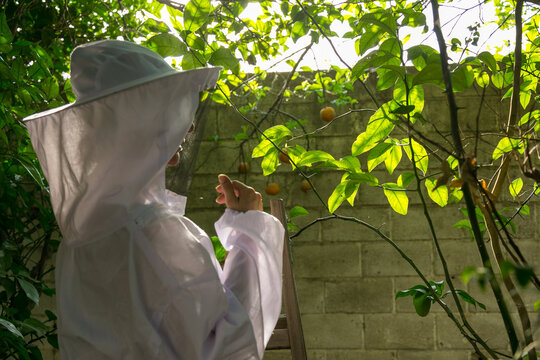 Control de plaga de &aacute;rboles frutales ,apicultura