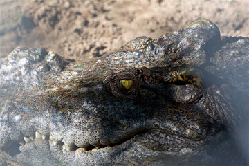 wild animal, crocodile farm in thailand, floating alligator in the lake, jaw with teeth, reptile eye, close-up of a freshwater animal