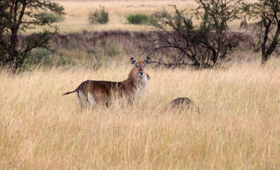 Defassa Waterbuck (Kobus ellipsiprymnus)