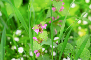pink flowers on green grass, Lamium (dead-nettles) 