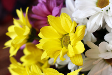 Obraz premium Yellow and white spring flowers so close, nature
