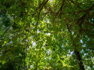 View of the tree in an upward view with the light bulb on
