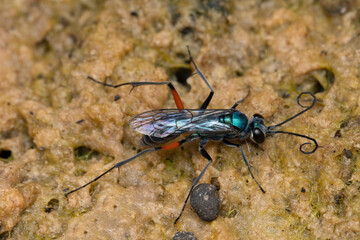 Cockroach wasp, Ampulex compressa, Ampulicidae, Lonand, Satara, Maharashtra, India