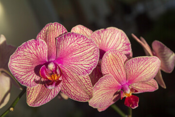 Pink Orchid Flowers Fiji 2