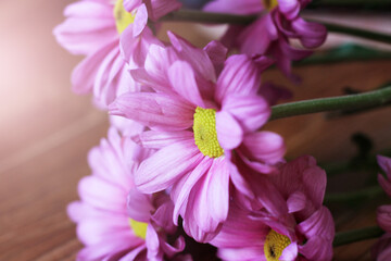 Beautiful pink spring flowers so close