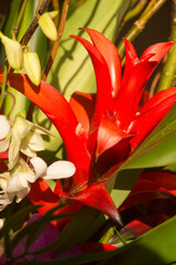 Red Flowers Fiji