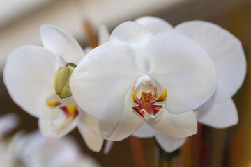 Fototapeta na wymiar White Orchid Flowers Fiji 2