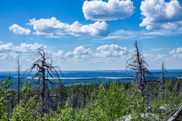 Dead forest and view from Mount Vottovaara in Karelia, Russia