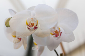 White Orchid Flowers Fiji 3