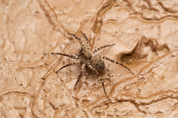 Dorsal of female of wolf spider,  Pardosa pseudoannulata Lycosidae, Lonand, Maharashtra,India