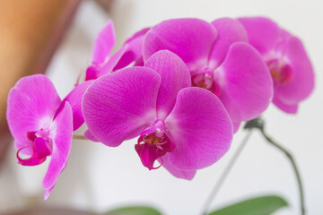 Pink Orchid Flowers Fiji 4