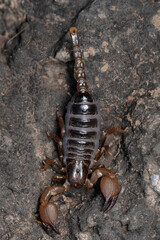 Dorsal of family burrowing scorpions, Heterometrus xanthopus, Lonand, Maharashtra, India