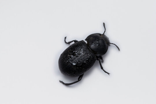 Dorsal of Cellar beetle, Blaps mortisaga, Tenebrionidae, Lonand, Maharashtra, India