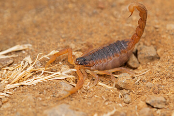 Indian red scorpion, Hottentota tamulus, Lonand, Maharashtra, India