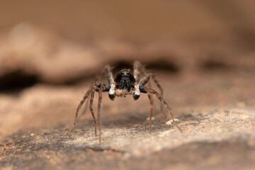Male, Shore spider,  Pardosa milvina, Lycosidae, Lonand, Maharashtra, India