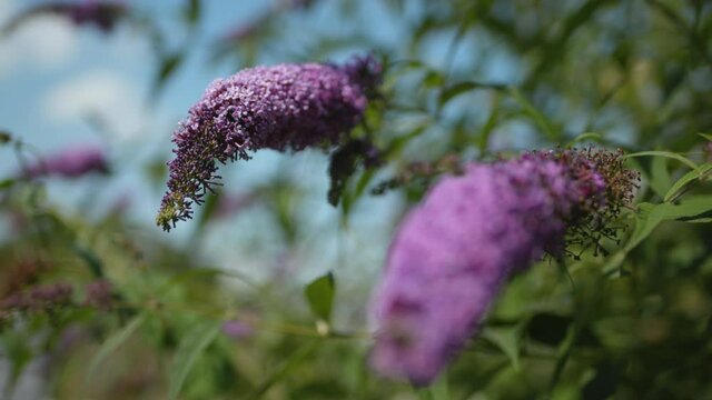 Lavendel mit Gras im Wind 01