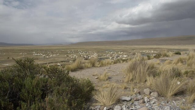 Lots of Alpacas and Lamas in a beautiful moody landscape.
