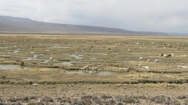 Lots of Lamas and Alpacas filmed in the beautiful nature of peru.