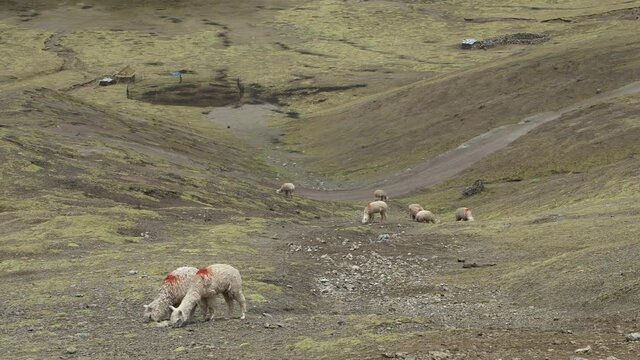 Alpacas eating gras at Vinicunca, Rainbow Mountains.