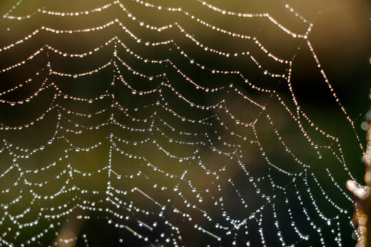 Soft, blurry image of the spider web after rain.