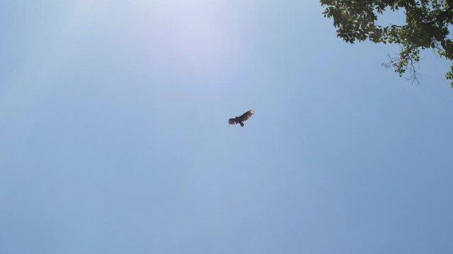 Circling eagle on a sunny day in Slow Motion.