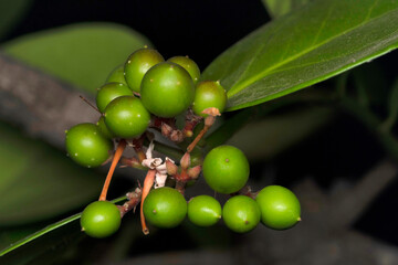 Tender fruit of Ber, Ziziphus mauritiana, Rhamnaceae, Satara, Maharashtra, India