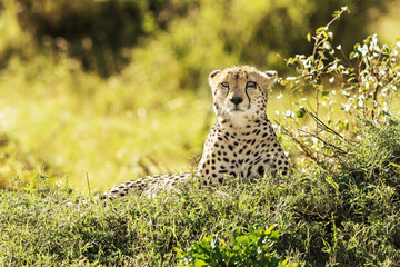 Adult cheetah (Acinonyx Jubatus) with injured eye making eye contact in Masai Mara, Kenya