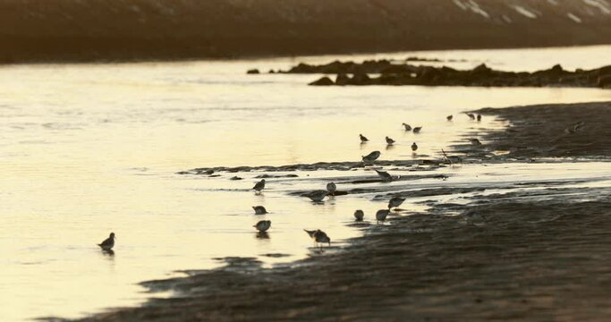 Beautiful small Seagulls feeding on the sandy beach of the Vieira Harbor during sunset - wide