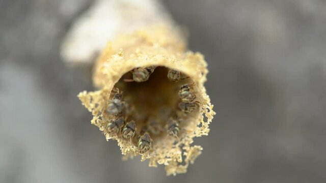 Stingless bees getting in and out of nest. Slow motion. Extreme close up.
