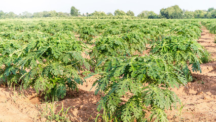 Fototapeta na wymiar Row of young fresh cassava plantations is growing in natural tapioca fields on the farm. The landscape of tropical food plants and a cash crop in Thailand. Season of planting cassava concept.