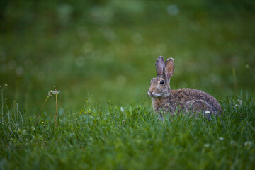 Naklejka na ściany i meble Wild bunny rabbit in grass